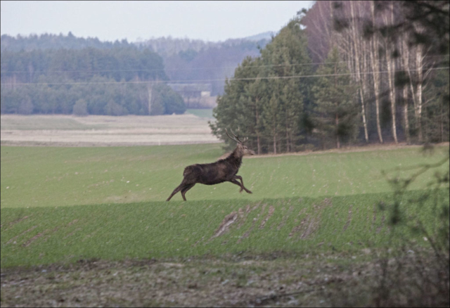 deer on the run