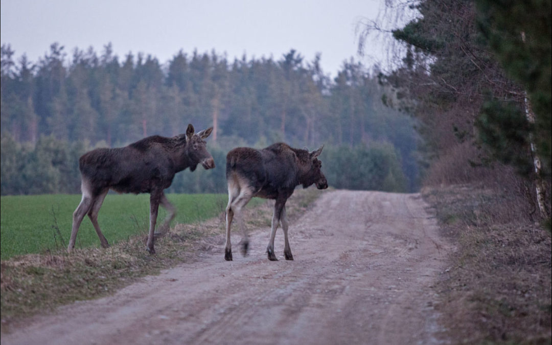 elks on the road