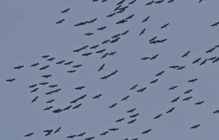flock of cranes