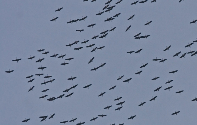 flock of cranes