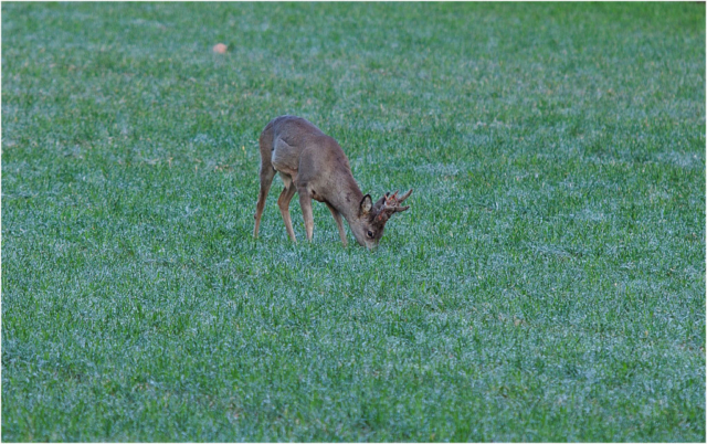 male roe deer