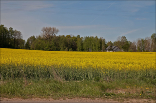 blooming rapeseed