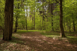 Knyszyńska forest