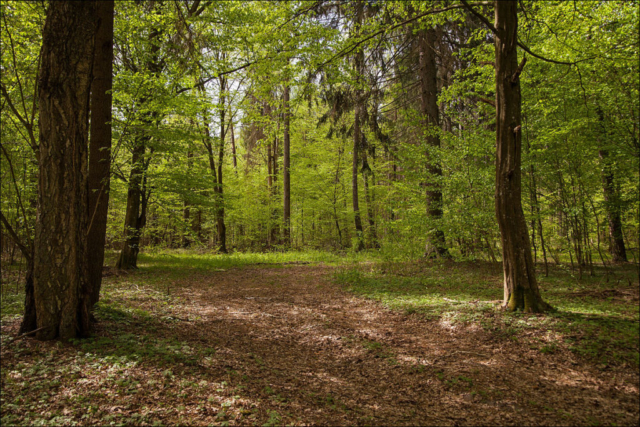 Knyszyńska forest