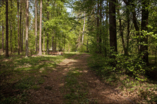 Knyszyńska forest 1