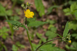 Ranunculus arvensis