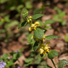 Lamium galeobdolon