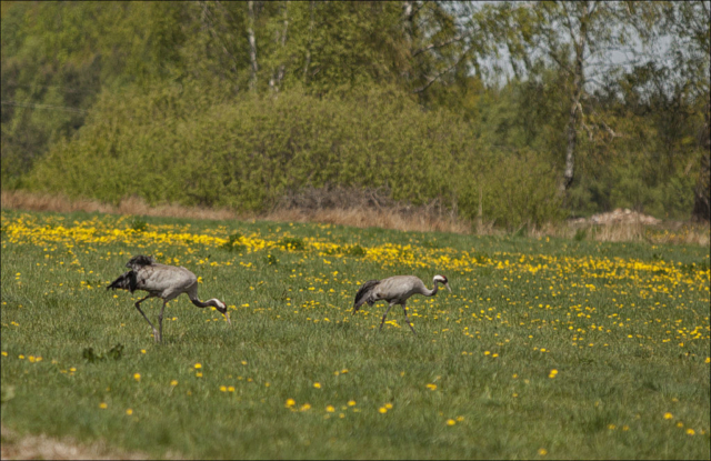 cranes