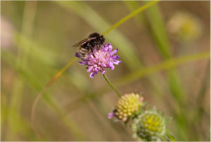 Forest cuckoo bumblebee (Bombus sylvestris)