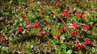 lingonberry
