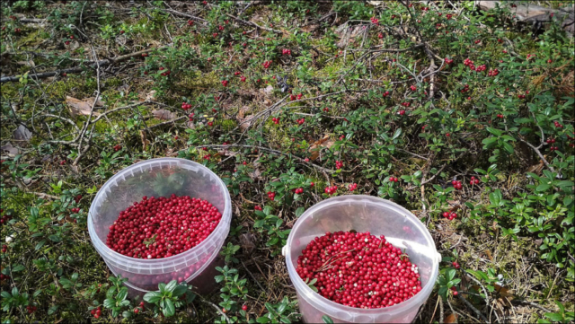 berries in buckets