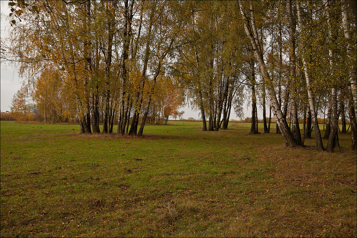 autumn birches