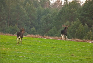 escape to the forest