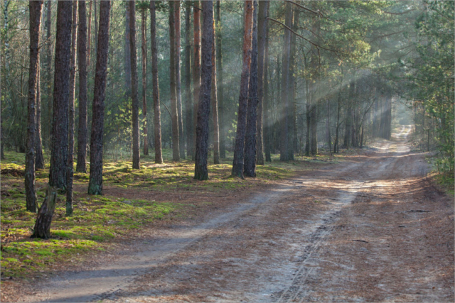 pine forest