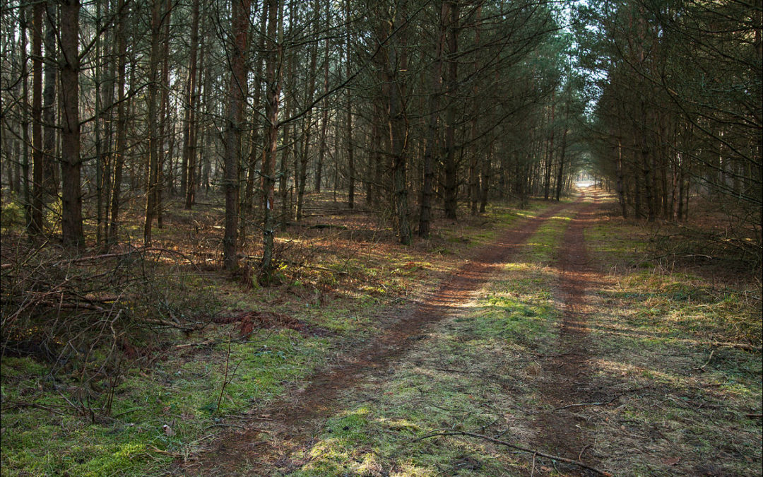 Fotografowanie w styczniowy poranek