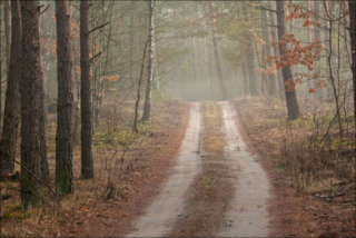 light fog in the woods