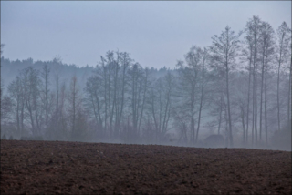 fog over the forest