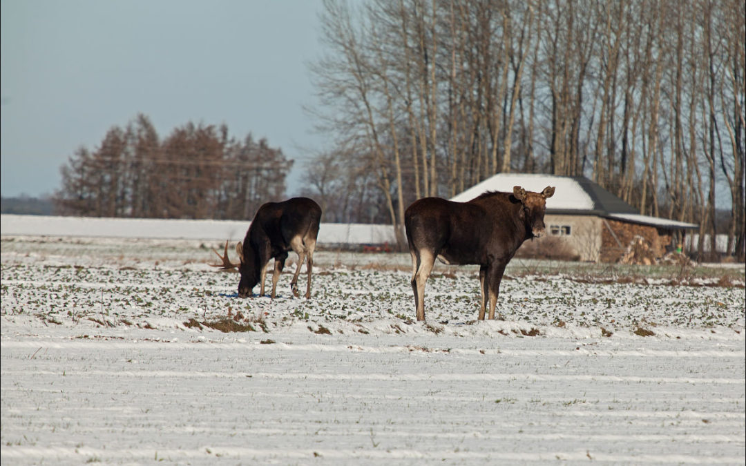 elks in the field