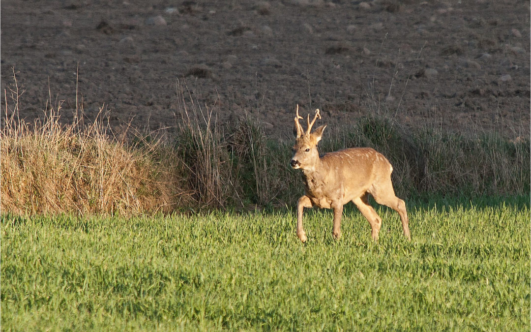 in the evening in a nearby forest