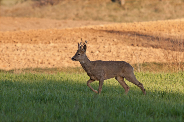 roe deer male