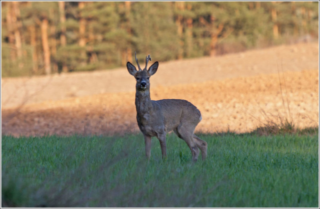 roe deer en face