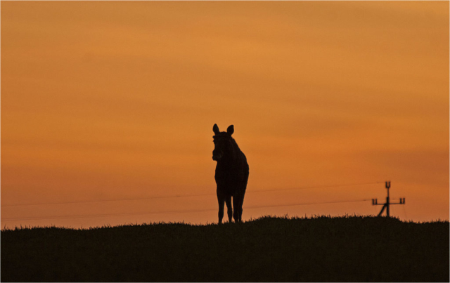 elk silhouette