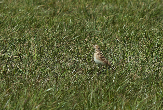 skylark