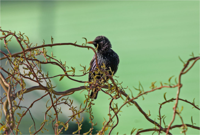 starling