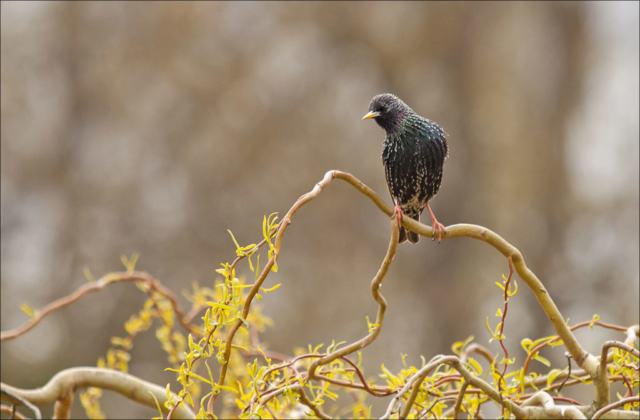 starling