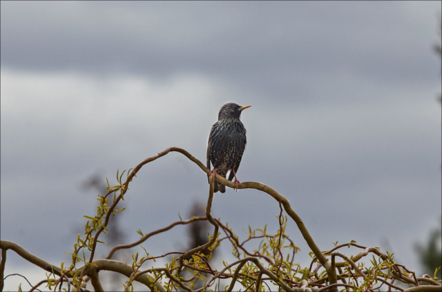 starling