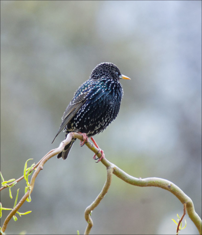 starling