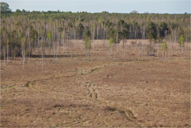 valley of the Biebrza river