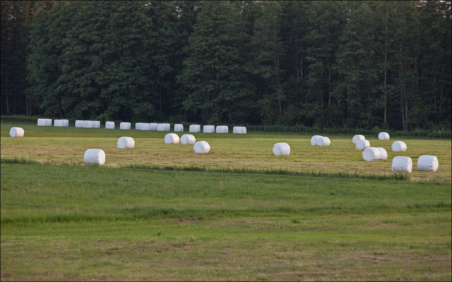 haymaking