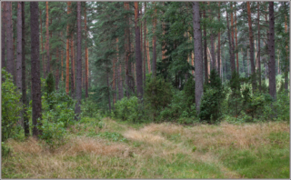 forest Jasionowo