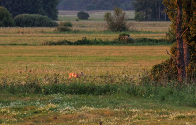 roe deer