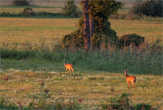 on the meadow