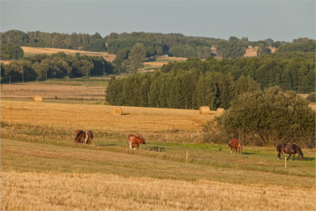 the fields are empty