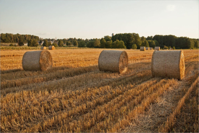 the fields are empty