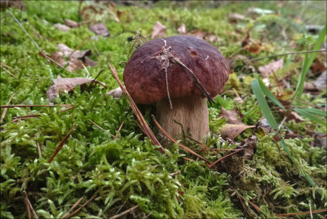 Boletus edulis