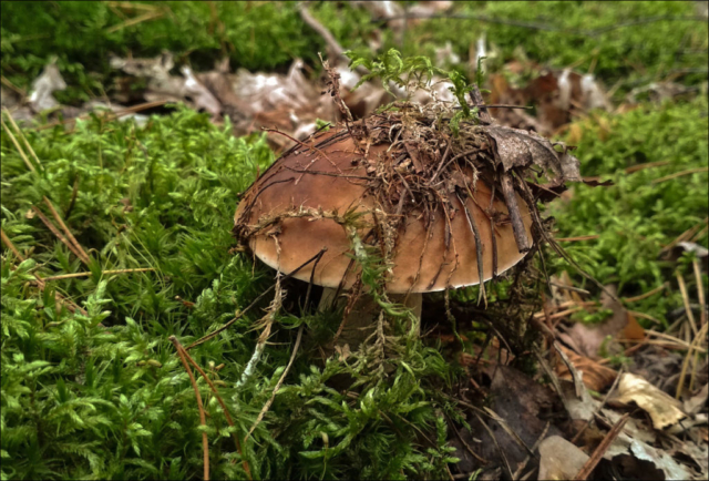 Boletus edulis