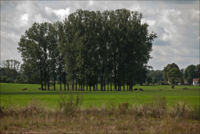 under the poplars