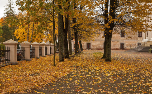 the ground is strewn with leaves