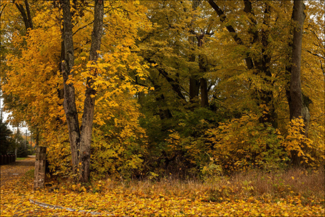 old trees