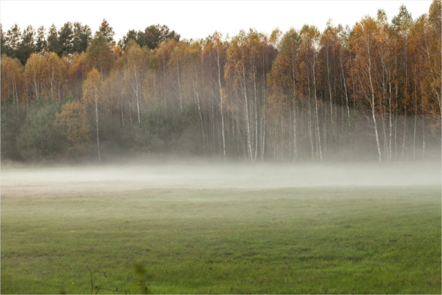 in the fog