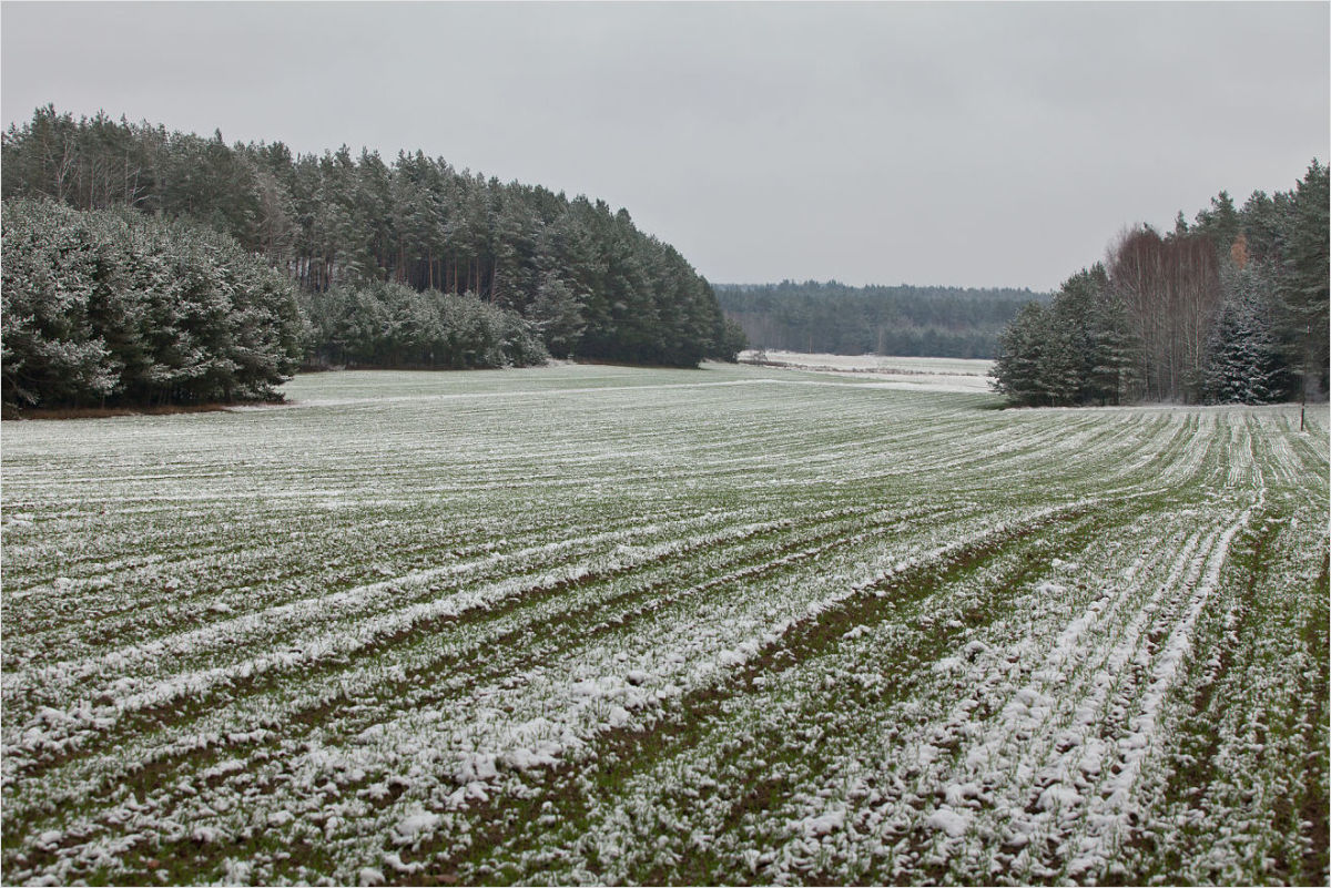 zaśnieżone pola
