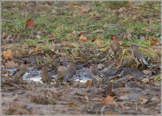 bathing in a puddle