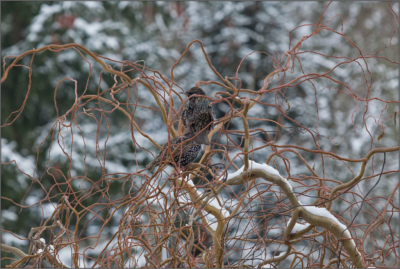 starlings