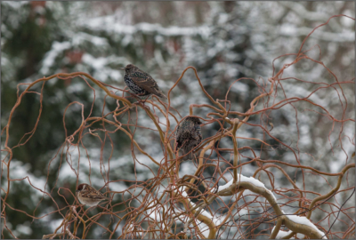 starlings on willow