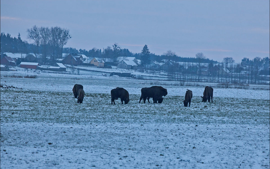 my bison hunting