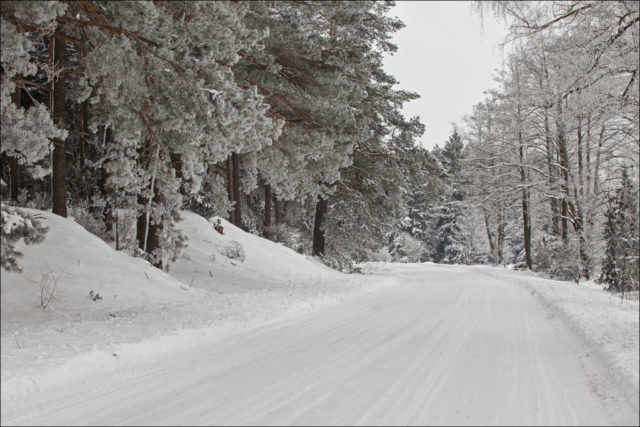 frozen forest